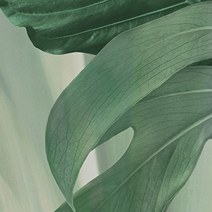 Großformatfliese Impronta Wild 120x280cm 6mm